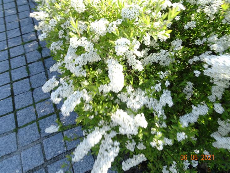 Kwiaty Tawuła - DSC04940.JPG